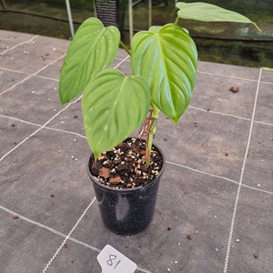 #81 Philodendron Eximium