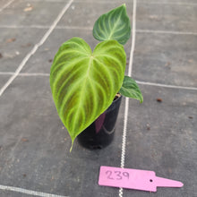 Load image into Gallery viewer, #239 Philodendron Verrucosum