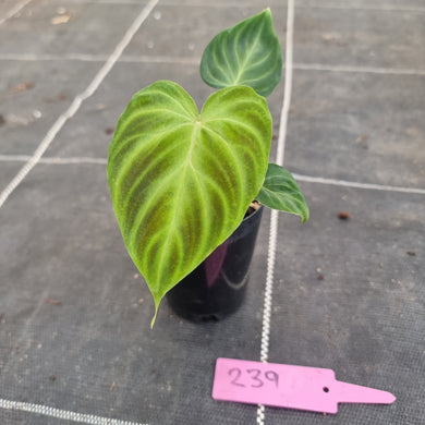 #239 Philodendron Verrucosum