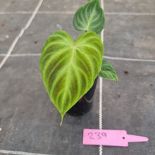 Load image into Gallery viewer, #239 Philodendron Verrucosum