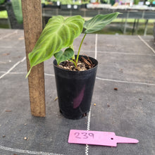 Load image into Gallery viewer, #239 Philodendron Verrucosum
