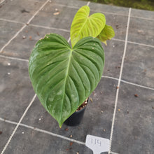 Load image into Gallery viewer, #114 Philodendron Majestic