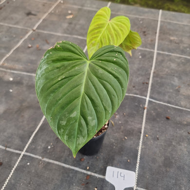 #114 Philodendron Majestic