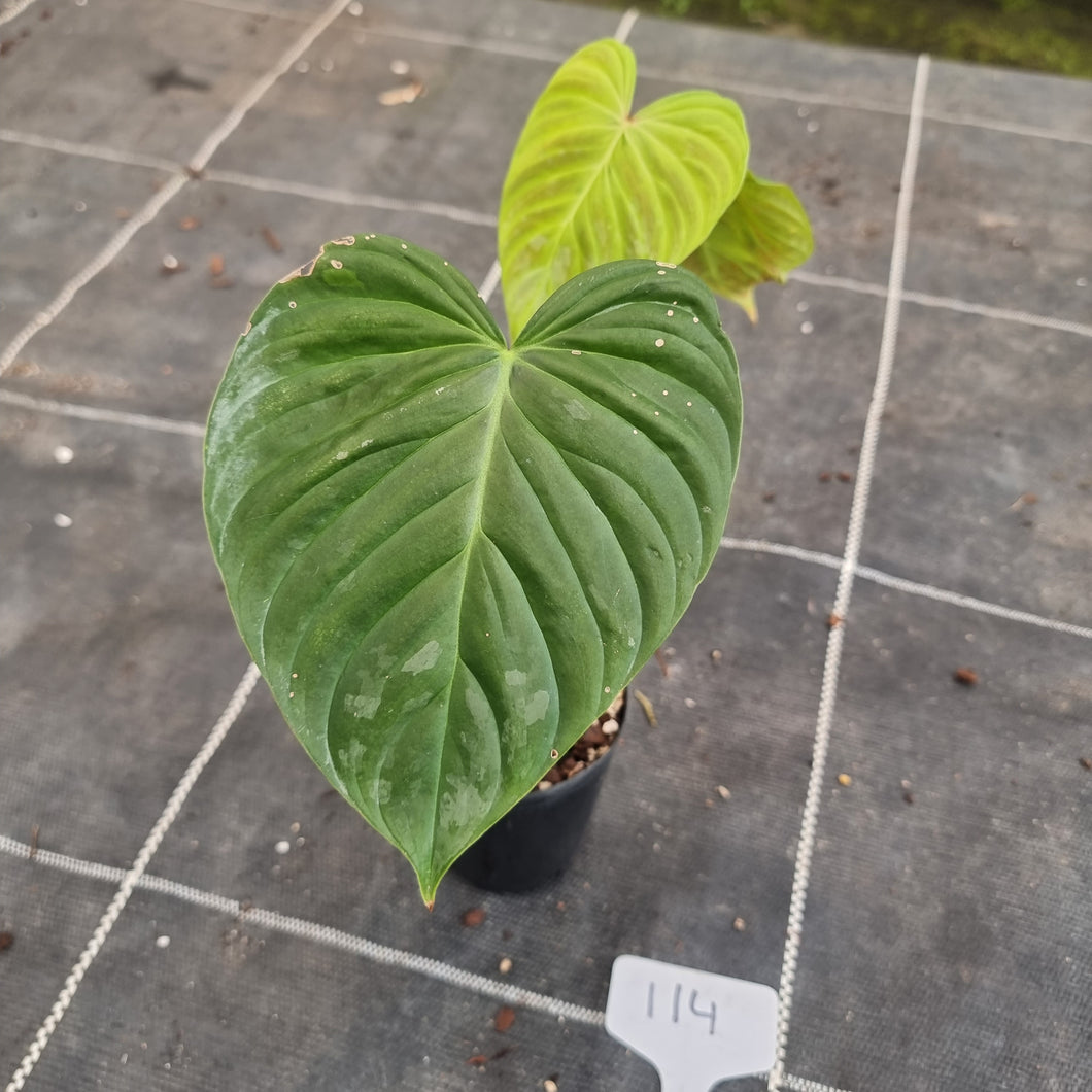 #114 Philodendron Majestic