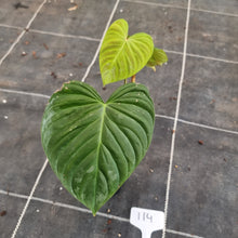 Load image into Gallery viewer, #114 Philodendron Majestic