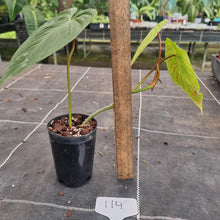 Load image into Gallery viewer, #114 Philodendron Majestic