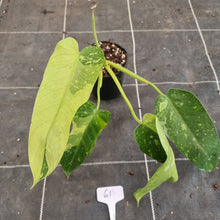 Load image into Gallery viewer, #61 Philodendron Jose Buono - Rooted Tip Cutting