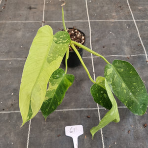 #61 Philodendron Jose Buono - Rooted Tip Cutting