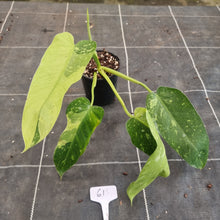 Load image into Gallery viewer, #61 Philodendron Jose Buono - Rooted Tip Cutting
