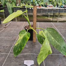 Load image into Gallery viewer, #61 Philodendron Jose Buono - Rooted Tip Cutting