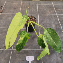 Load image into Gallery viewer, #61 Philodendron Jose Buono - Rooted Tip Cutting