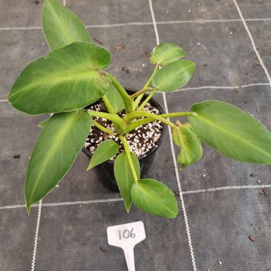 #106 Philodendron Rugosum - Aberrant Form