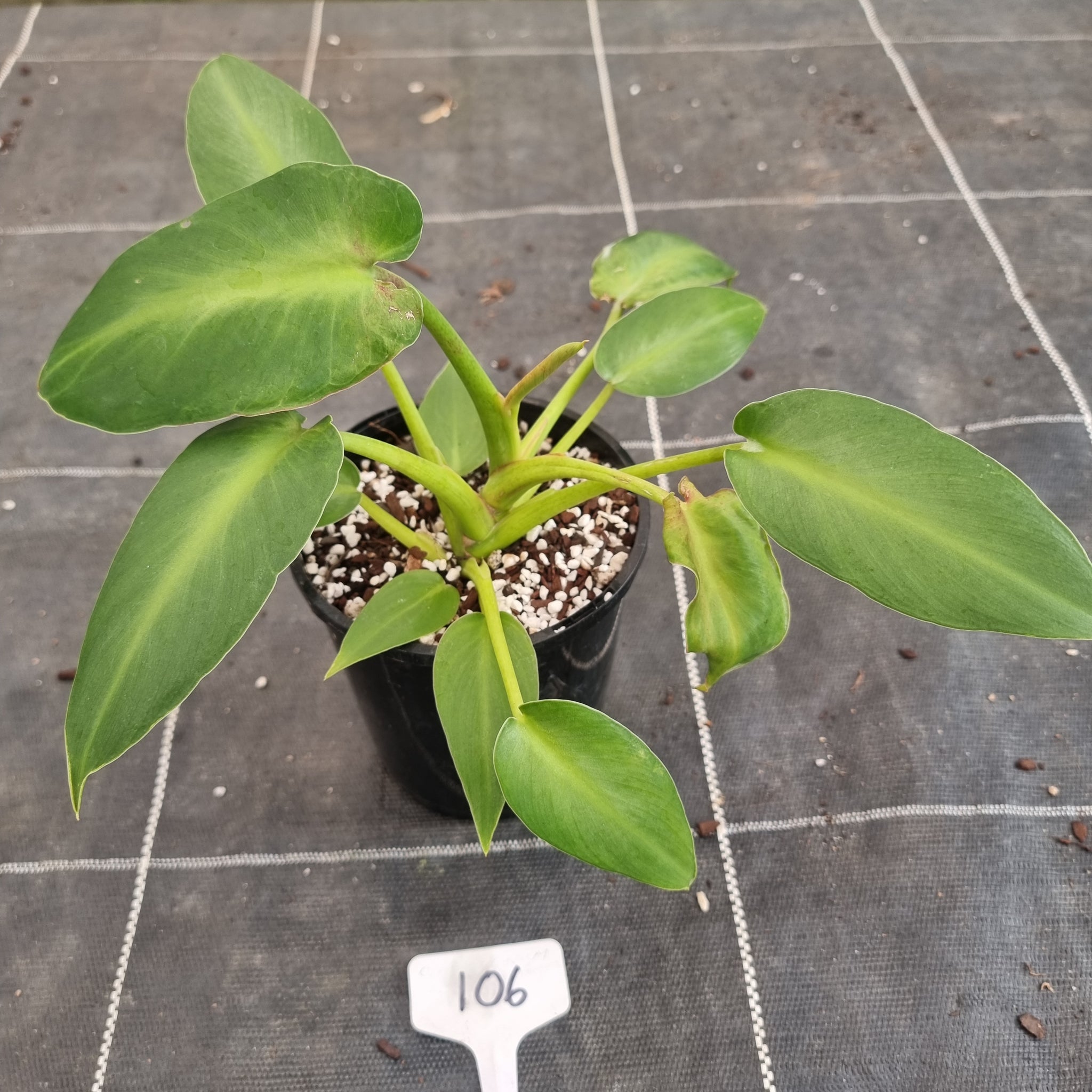 Rugosum Philodendron store Aberrant form