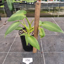 Load image into Gallery viewer, #106 Philodendron Rugosum - Aberrant Form