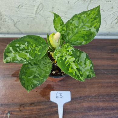 #63 Non TC Aglaonema Pictum Tricolor