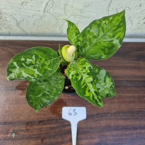 #63 Non TC Aglaonema Pictum Tricolor