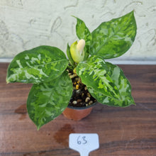 Load image into Gallery viewer, #63 Non TC Aglaonema Pictum Tricolor
