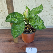 Load image into Gallery viewer, #63 Non TC Aglaonema Pictum Tricolor