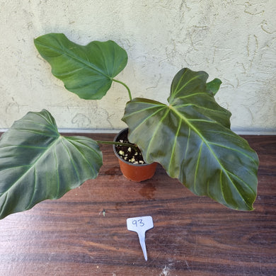 #93 Philodendron Corsinianum / 'Bronze Shield'