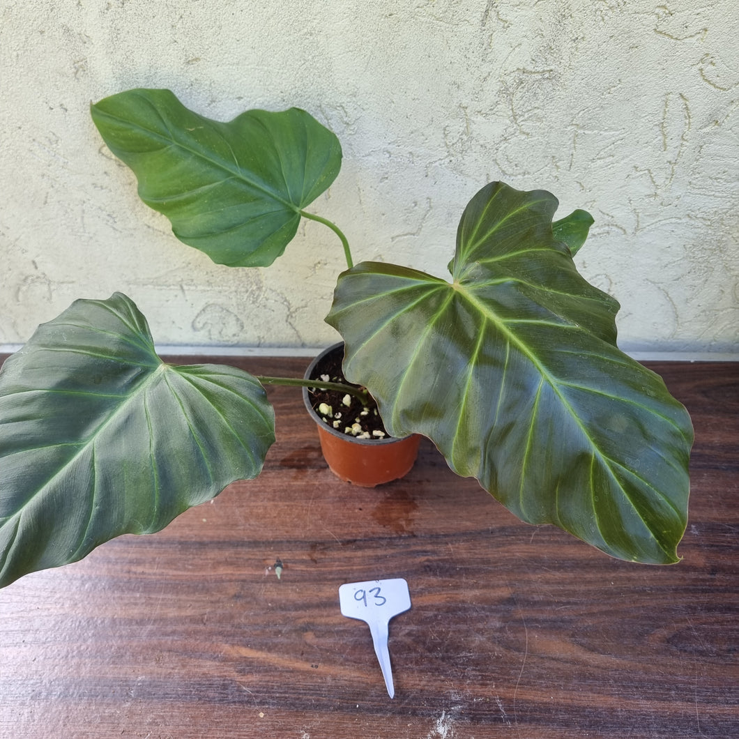 #93 Philodendron Corsinianum / 'Bronze Shield'