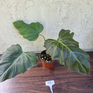 #93 Philodendron Corsinianum / 'Bronze Shield'