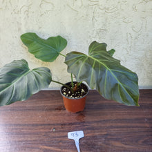 Load image into Gallery viewer, #93 Philodendron Corsinianum / &#39;Bronze Shield&#39;