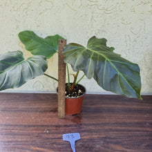Load image into Gallery viewer, #93 Philodendron Corsinianum / &#39;Bronze Shield&#39;