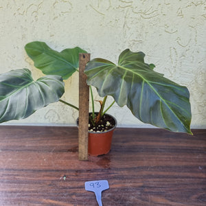 #93 Philodendron Corsinianum / 'Bronze Shield'