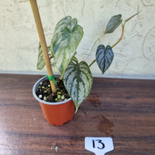 Load image into Gallery viewer, #13 Philodendron Brandtianum