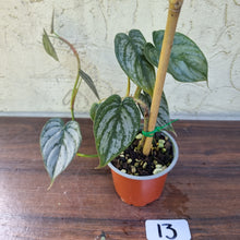 Load image into Gallery viewer, #13 Philodendron Brandtianum