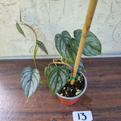 #13 Philodendron Brandtianum