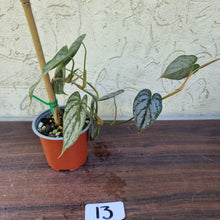Load image into Gallery viewer, #13 Philodendron Brandtianum