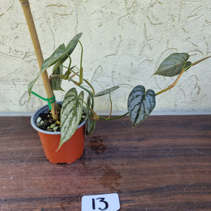#13 Philodendron Brandtianum