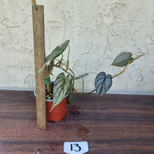 Load image into Gallery viewer, #13 Philodendron Brandtianum