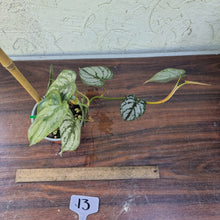 Load image into Gallery viewer, #13 Philodendron Brandtianum