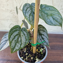 Load image into Gallery viewer, #13 Philodendron Brandtianum