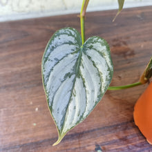 Load image into Gallery viewer, #13 Philodendron Brandtianum