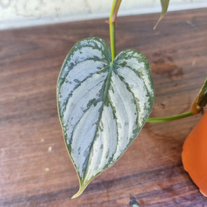 #13 Philodendron Brandtianum