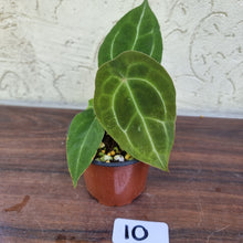 Load image into Gallery viewer, #10 Anthurium Forgetii Pure