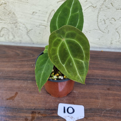#10 Anthurium Forgetii Pure