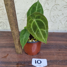 Load image into Gallery viewer, #10 Anthurium Forgetii Pure