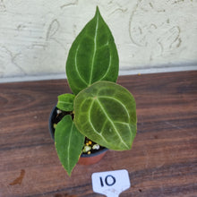 Load image into Gallery viewer, #10 Anthurium Forgetii Pure