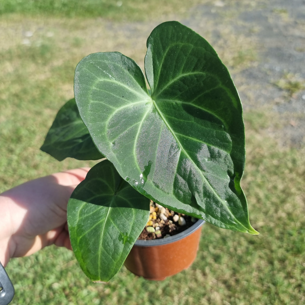 #129 Anthurium Leuconeurum