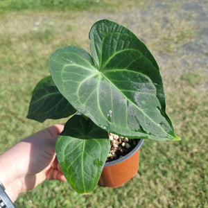 #129 Anthurium Leuconeurum