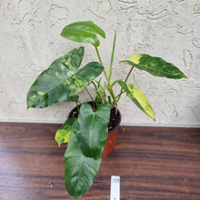 Load image into Gallery viewer, #129 Large Variegated Philodendron Burle Marx