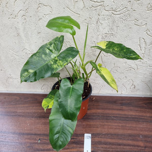 #129 Large Variegated Philodendron Burle Marx