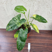 Load image into Gallery viewer, #129 Large Variegated Philodendron Burle Marx