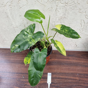 #129 Large Variegated Philodendron Burle Marx