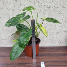 Load image into Gallery viewer, #129 Large Variegated Philodendron Burle Marx