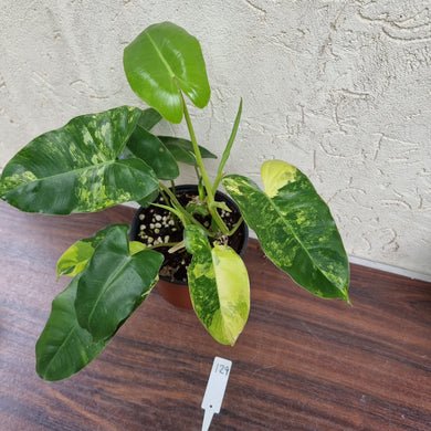 #129 Large Variegated Philodendron Burle Marx